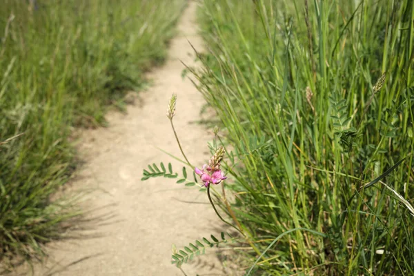 Çayır çiçeği Avusturya yürüyüşü