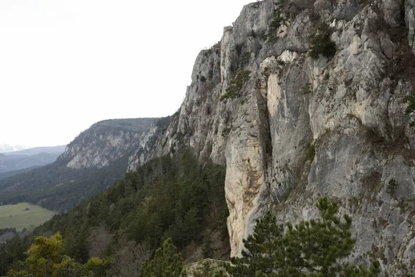 Avusturya Hohe Asası Atlı