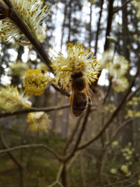 Ape Foresta Primaverile Austria — Foto Stock