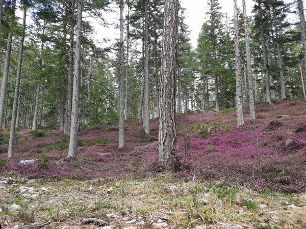 Avusturya Sonbahar Heather Ormanı