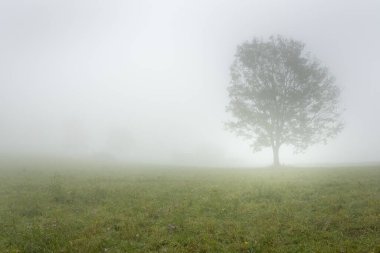 Sisli bir tarlada yapayalnız bir ağaç