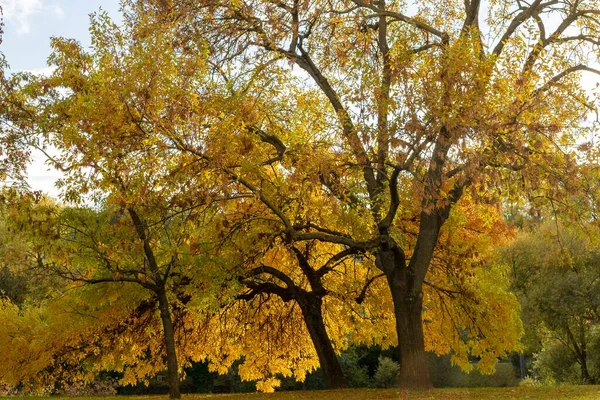 Sonbahar ışığı ağaca vuruyor.