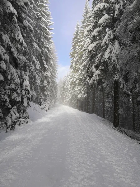 Çam ağaçları arasında kış yolu