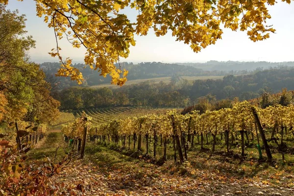 Sonbaharda şarap tarlası