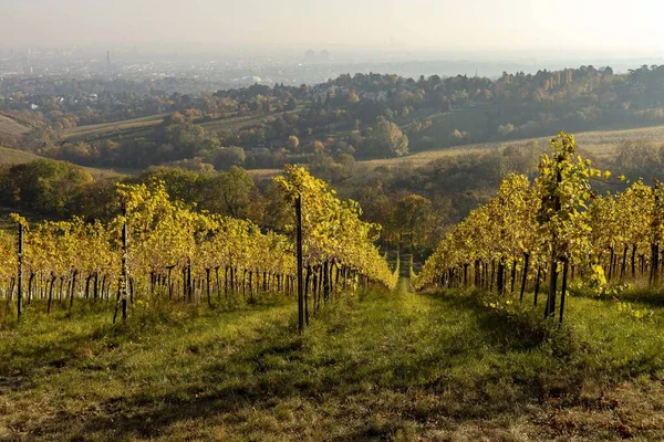 Viyana 'nın batısındaki şaraphane alanları