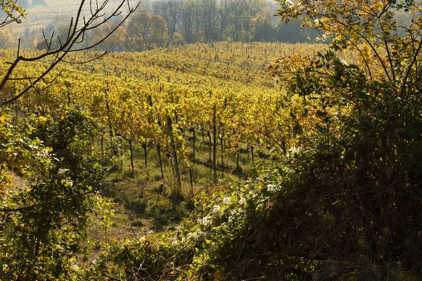 Viyana yakınlarındaki şarap tarlaları