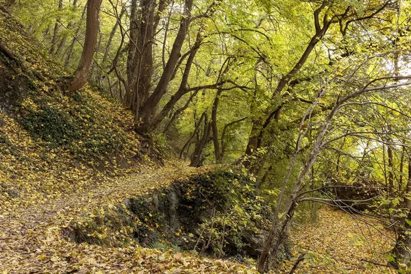Braunsberg Avusturya Doğa Yürüyüşü