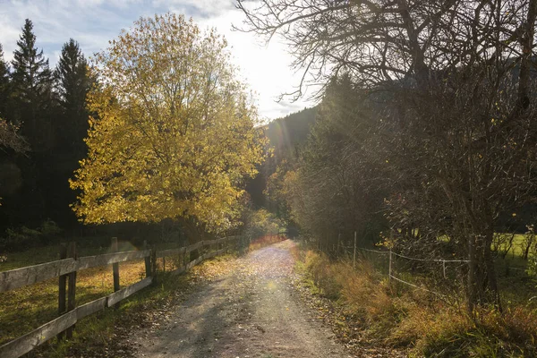 Sonbahar ağacı Steinwandklamm Ebeltal