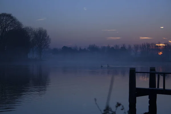 Kışın alacakaranlıkta Amstel 'de kuğular
