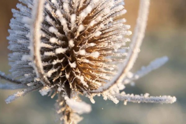 kış sabahı doğal buzlu şeker