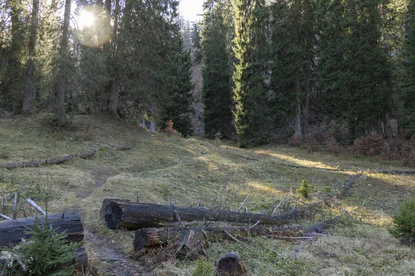 Avusturya Alpleri 'ndeki ormanda yol
