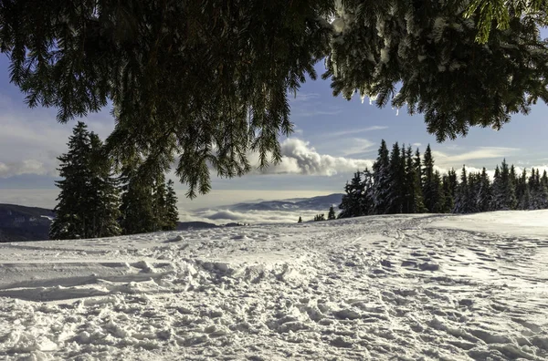 Dağın tepesindeki bir ağaçtan manzara