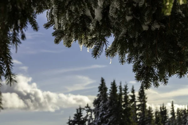 Bir çam ağacında buzlar
