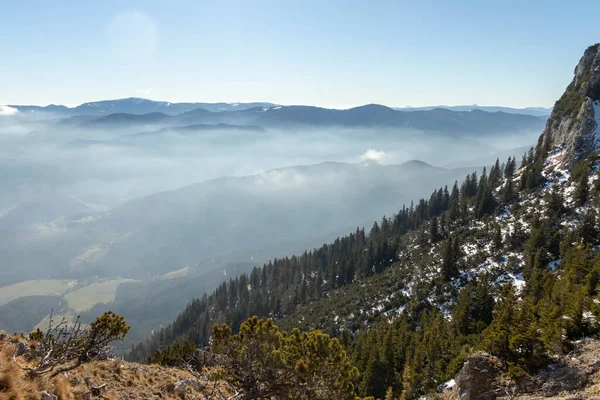 Vadi ve çam ağaçlarının manzarası