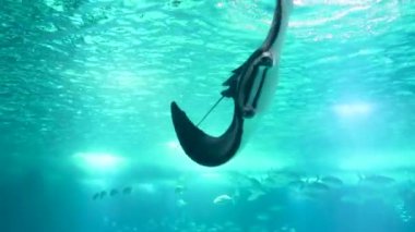 Stingray büyük mavi akvaryumda yüzüyor.