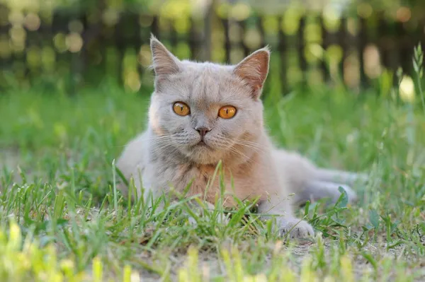 Bel Gatto Sdraiato Sul Prato — Foto Stock