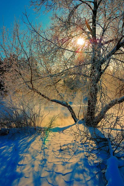 Güneşle aydınlanan bir kış ağacı. Soğuk, güneşli bir kış günü. Güzel kar dalgaları. Güzel dallar ve gölgeler. Moskova yakınlarındaki orman, Rusya