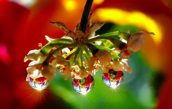 Bir çiçeğin üzerine yağmur damlası. Macro, çiçek açan bahçe damlalara yansıyor. Bitkinin üzerindeki suyun makro fotoğrafçılığı