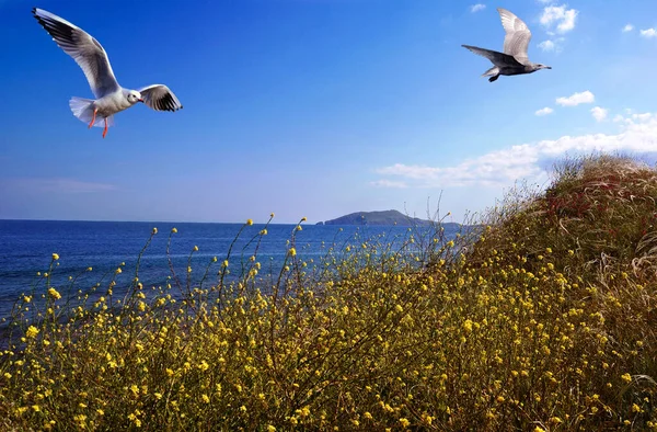 Deniz kıyısında uçan martılar, bir çift martı Karadeniz 'in, Doğu Kırım' ın, Feodosia yakınlarındaki çiçek açan kıyılarında daireler çiziyor. 