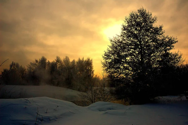 Rus kış güneşi. Ormanın kenarında dondurucu, güneşli bir gün. Moskova bölgesi. Her yer karla kaplı. 