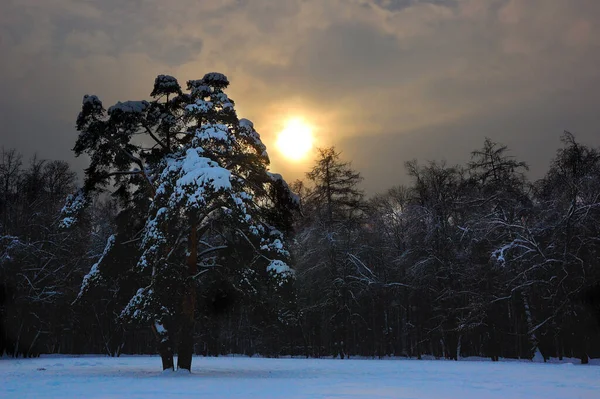 Rus kış güneşi. Ormanın kenarında dondurucu, güneşli bir gün. Moskova bölgesi. Her yer karla kaplı. 