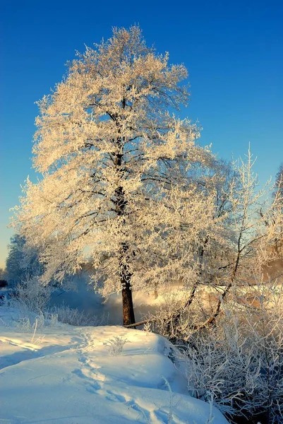 Rusya 'da kış sabahı. Moskova yakınlarındaki Rus ormanının kıyısında sabah yürüyüşü sırasında çekilmiş. Kar ve buzla kaplı güzel bir ağaç. Kar yağdıktan sonra. Karda izler ve ayak izleri. Hava güneşli ve serin. Taze ve neşeli.