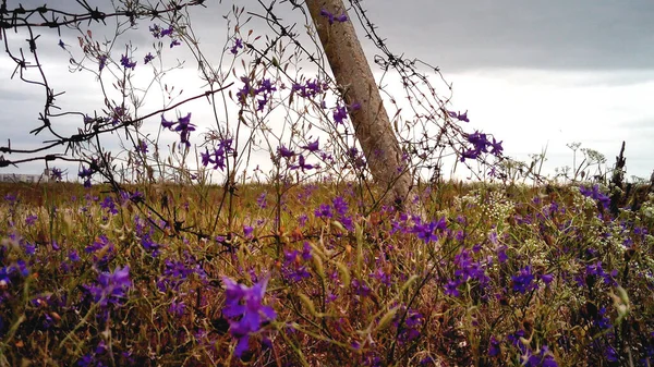  Çiçekler kazanır. Dikenli tellerin etrafındaki bozkırda mor çiçekler yetişir. Çok çağrışımsal: Yaşayanlar cansızları yener                         