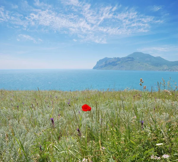 Kırım bozkırında kırmızı tarla gelinciği. Feodosia ve Koktebel yakınlarındaki Karadeniz kıyısında. Uzaktan Karadeniz Körfezi 'ni ve Karadağ sıradağlarını görebilirsiniz.