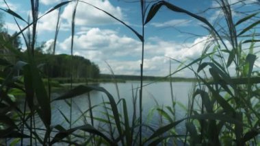 lake in the forest and grass