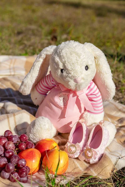 Composition of a teddy hare and fruits in nature on sunny day — Stock Photo, Image