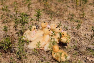 Küçük sarı ördek yavrusu sürüsü çimenlerde oturur ve seyreder..