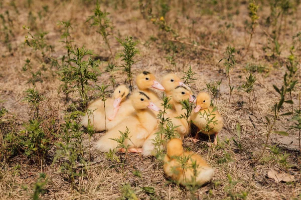 Küçük sarı ördek yavrusu sürüsü çimenlerde oturur ve seyreder..