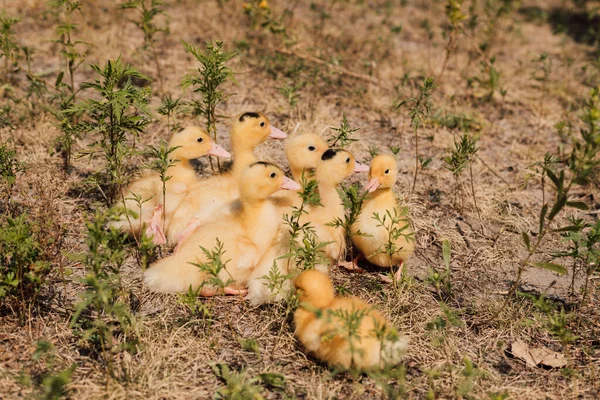 A flock of small yellow ducklings sits in the grass and watches. — Foto de Stock