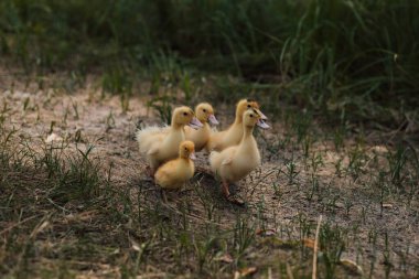 Küçük sarı ördek yavrusu sürüsü çimenlerde oturur ve seyreder..