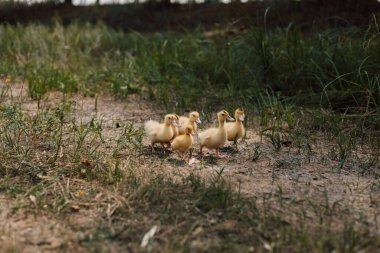 Küçük sarı ördek yavrusu sürüsü çimenlerde oturur ve seyreder..