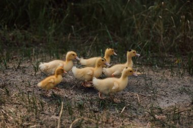Küçük sarı ördek yavrusu sürüsü çimenlerde oturur ve seyreder..