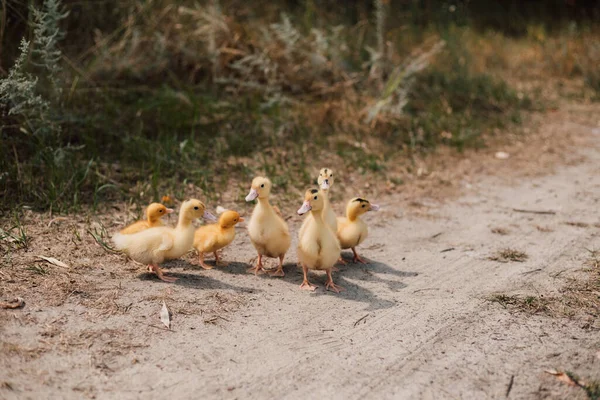 Una bandada de pequeños patitos amarillos se sienta en la hierba y observa. — Foto de Stock