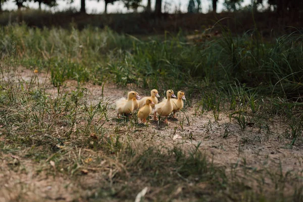 A flock of small yellow ducklings sits in the grass and watches. — Foto de Stock