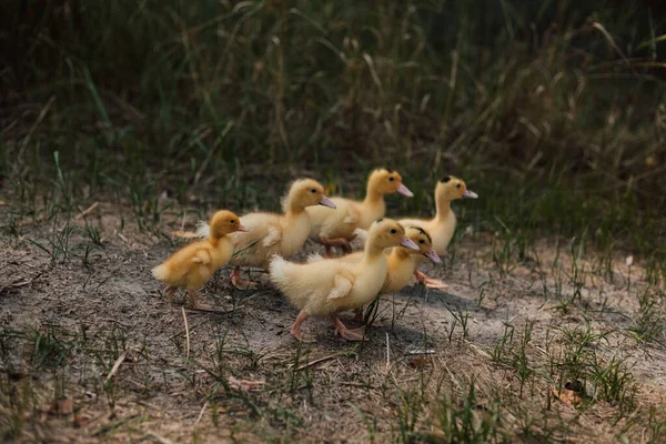 En flock små gula ankungar sitter i gräset och tittar. — Stockfoto