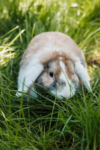 Domestic fold-eared rabbit sits in thick green grass — Photo