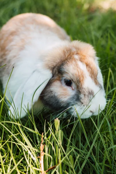 Domestic fold-eared rabbit sits in thick green grass — Foto Stock