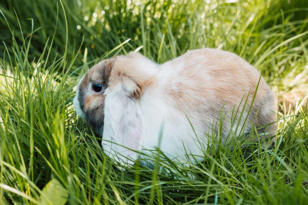 Domestic fold-eared rabbit sits in thick green grass — ストック写真
