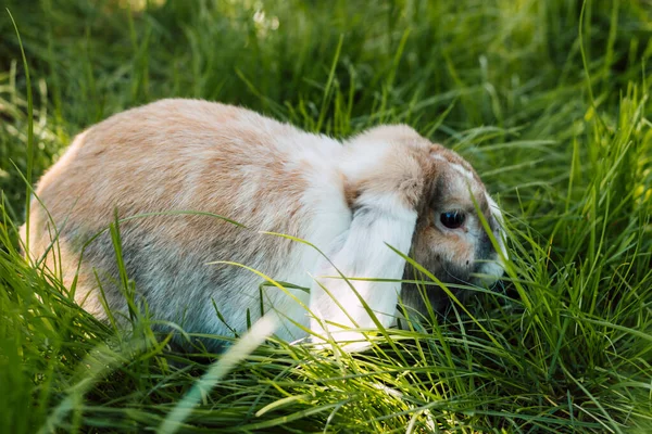Conejo doméstico de orejas plegables se sienta en la hierba verde gruesa —  Fotos de Stock