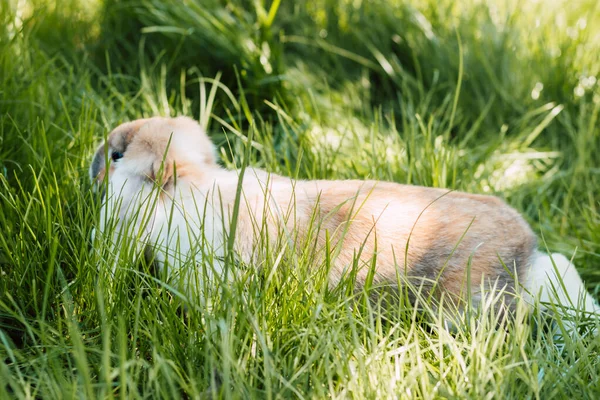 Domestic fold-eared rabbit sits in thick green grass — Foto Stock