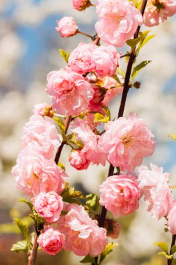 Çiçek açan kiraz çiçeklerinin büyük kızılötesi yüzeyi 