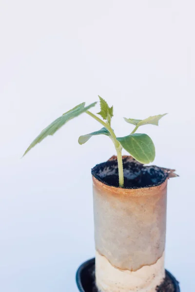 A small sprout of cucumber in a peat pot is ready for planting in the ground — ストック写真