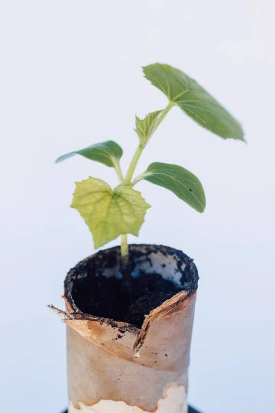 A small sprout of cucumber in a peat pot is ready for planting in the ground — ストック写真