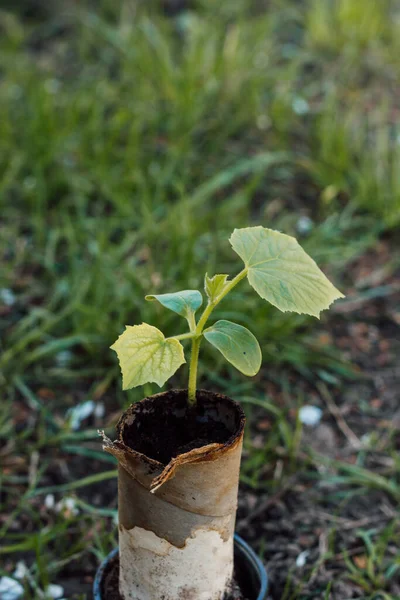 A small sprout of cucumber in a peat pot is ready for planting in the ground — ストック写真