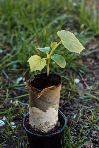 A small sprout of cucumber in a peat pot is ready for planting in the ground — ストック写真