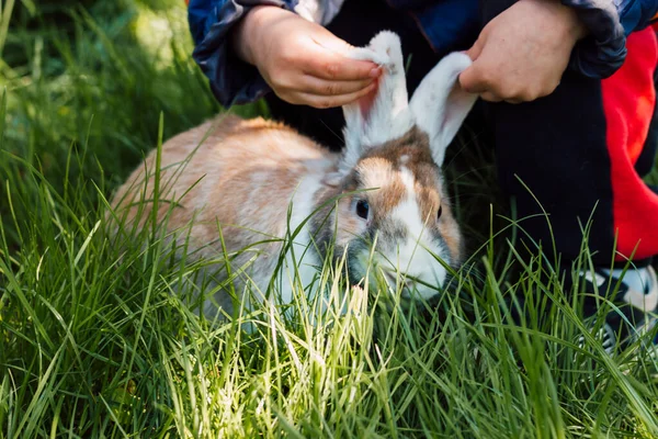 Babys small hands hold the ears of a rabbit sitting in the grass — Photo